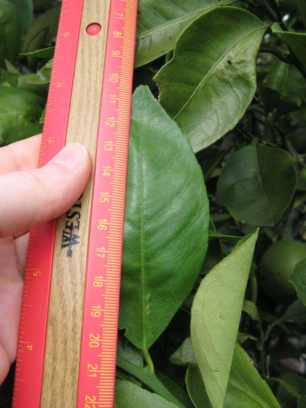              Unifoliolate leaf (Winter Haven, FL)       